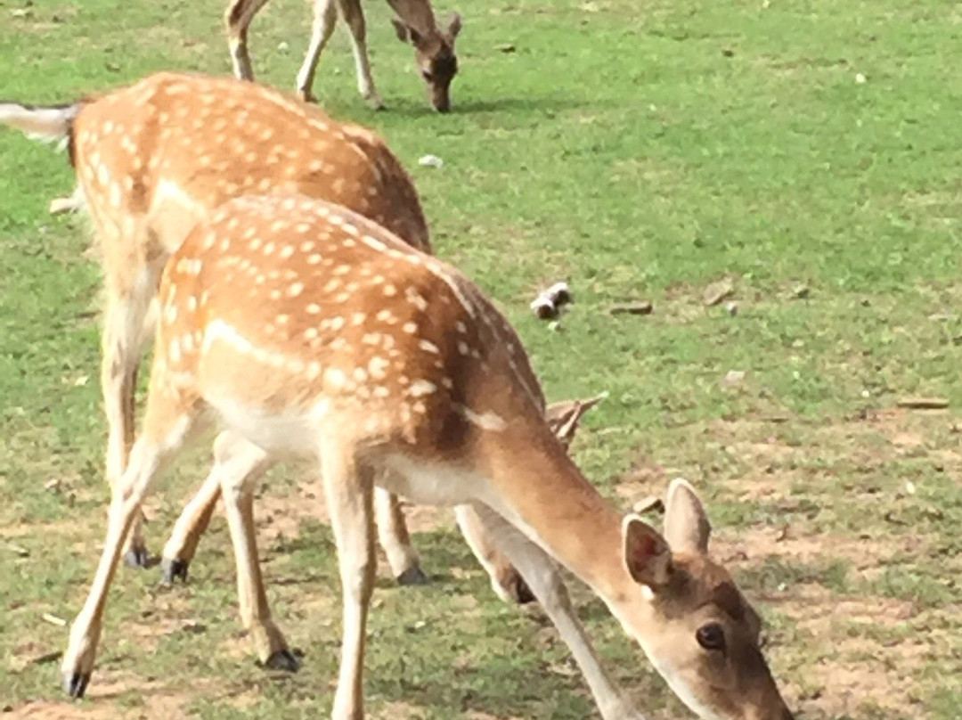 Hochwildpark Rheinland景点图片