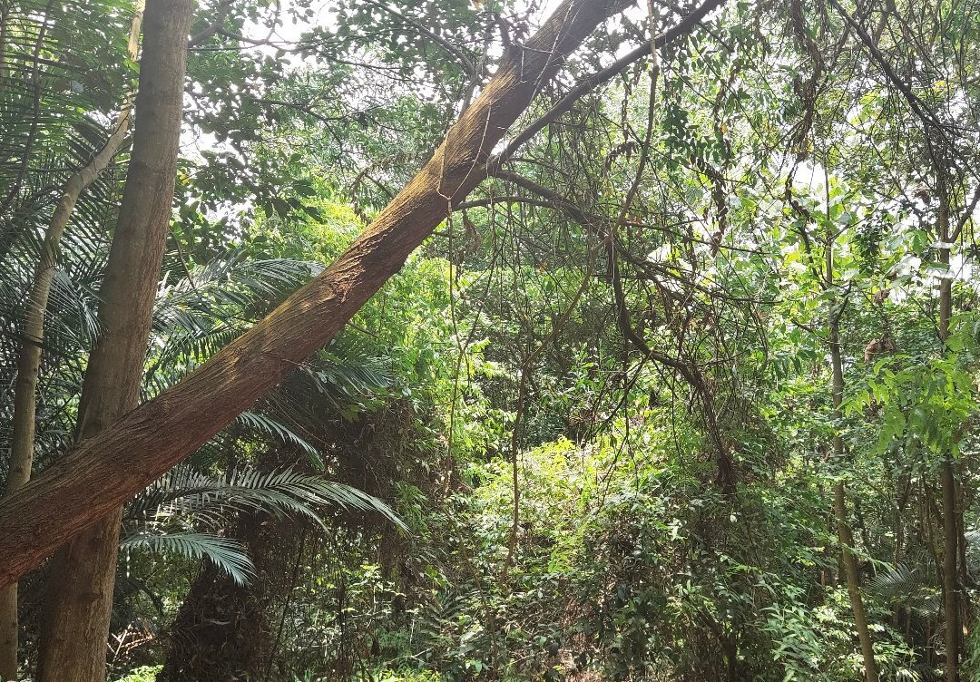 Setia Alam Community Trail景点图片