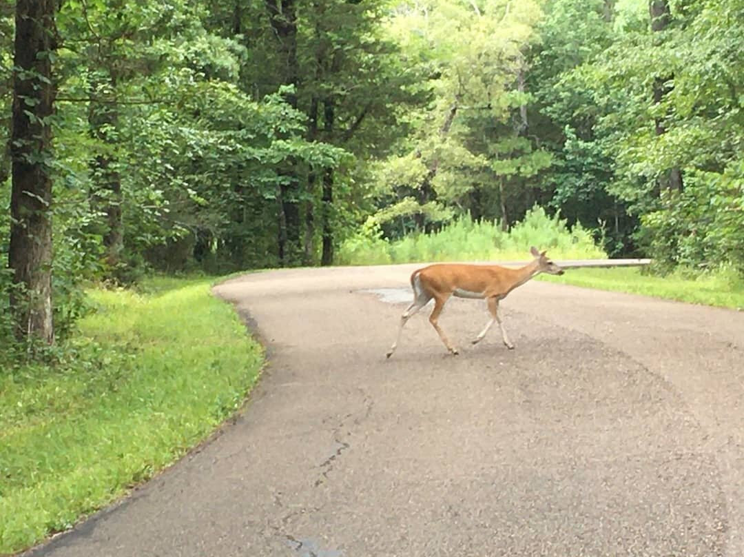 Chickamauga Battlefield-Fort Oglethorpe必去景点