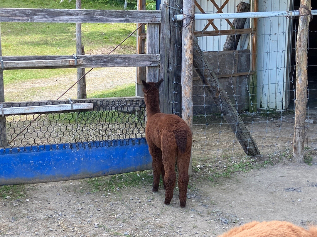 Viva Alpaca Farm-剑渊町必去景点