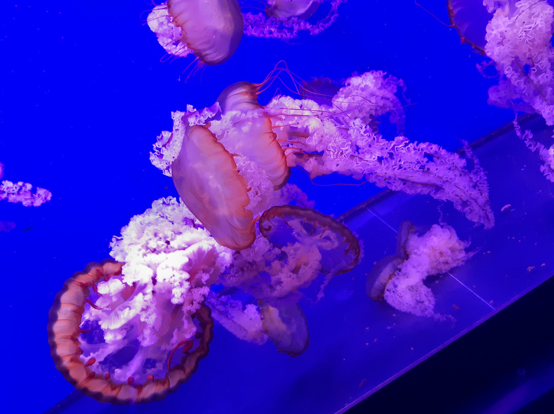 Jellyfish Museum-基辅必去景点