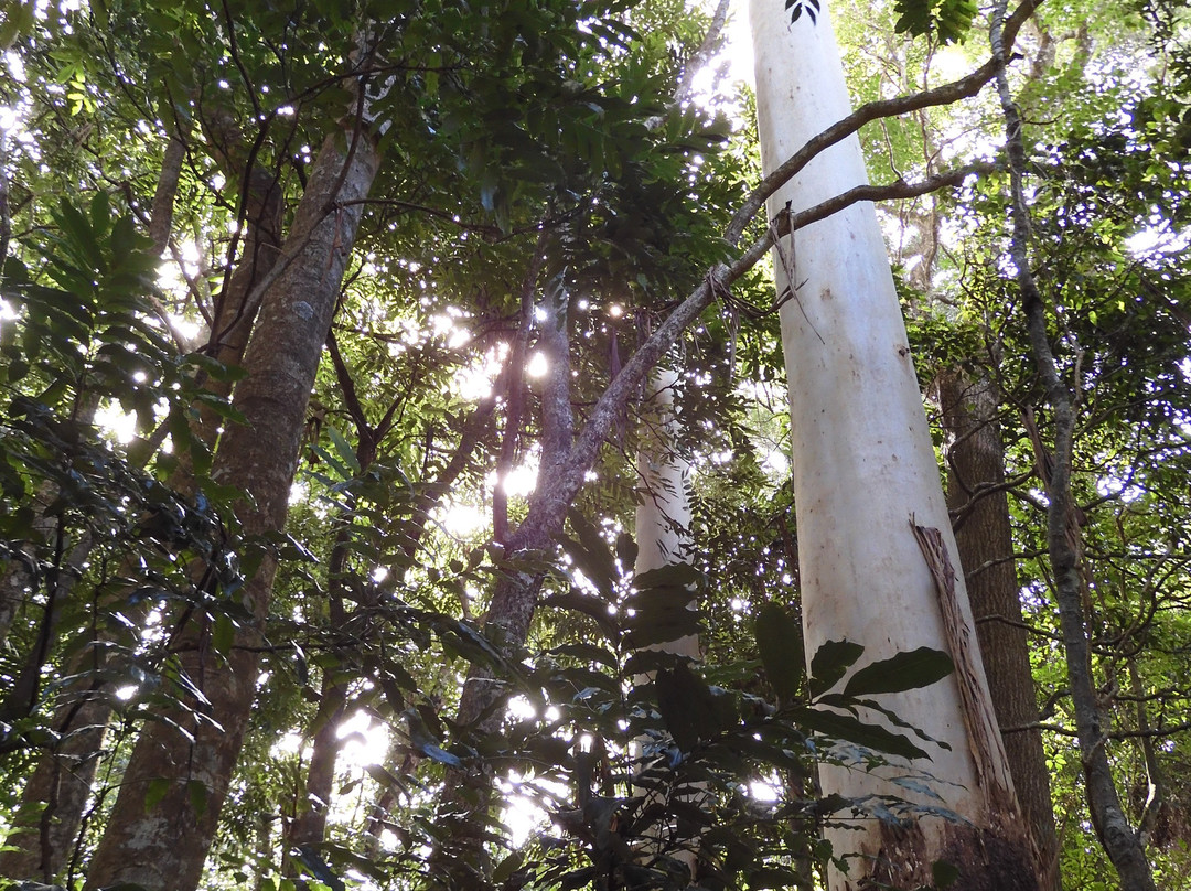 佩特斯雨林度假村主图