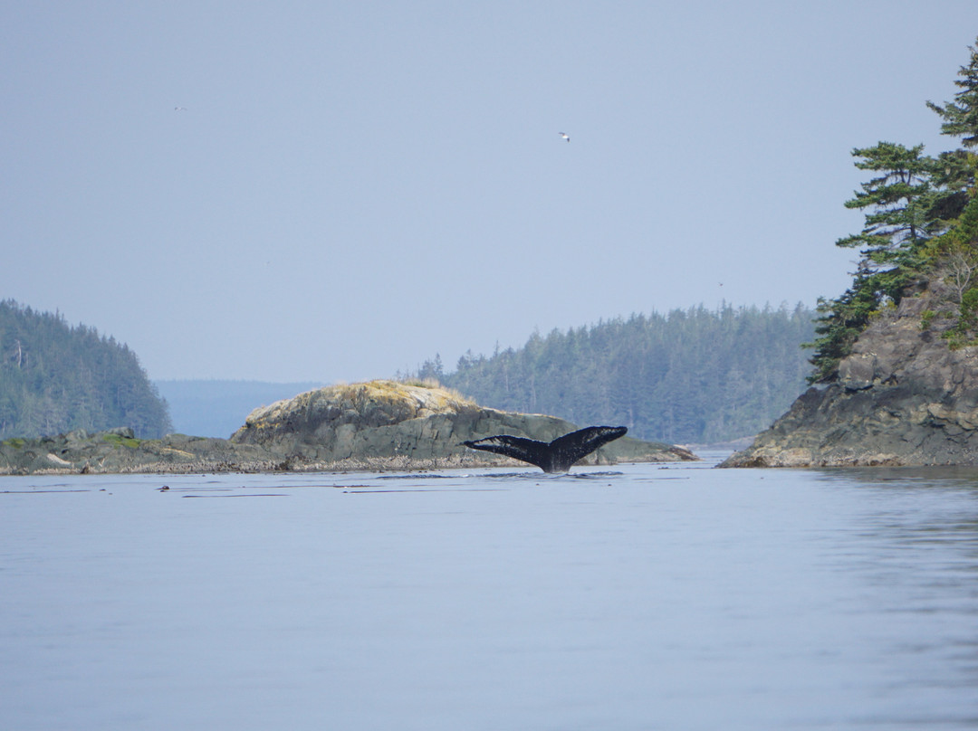Kingfisher Wilderness Adventures-Port McNeill必去景点