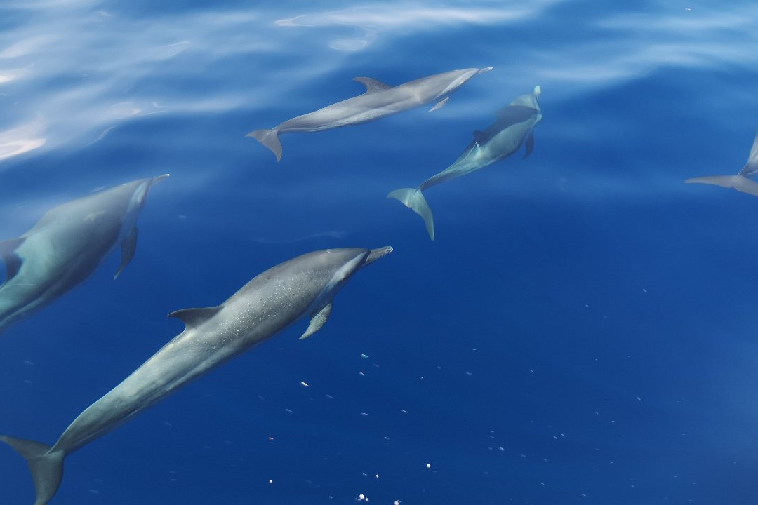 Amphitrite Balade en Mer : Dauphins et Pêche-Case-Pilote必去景点