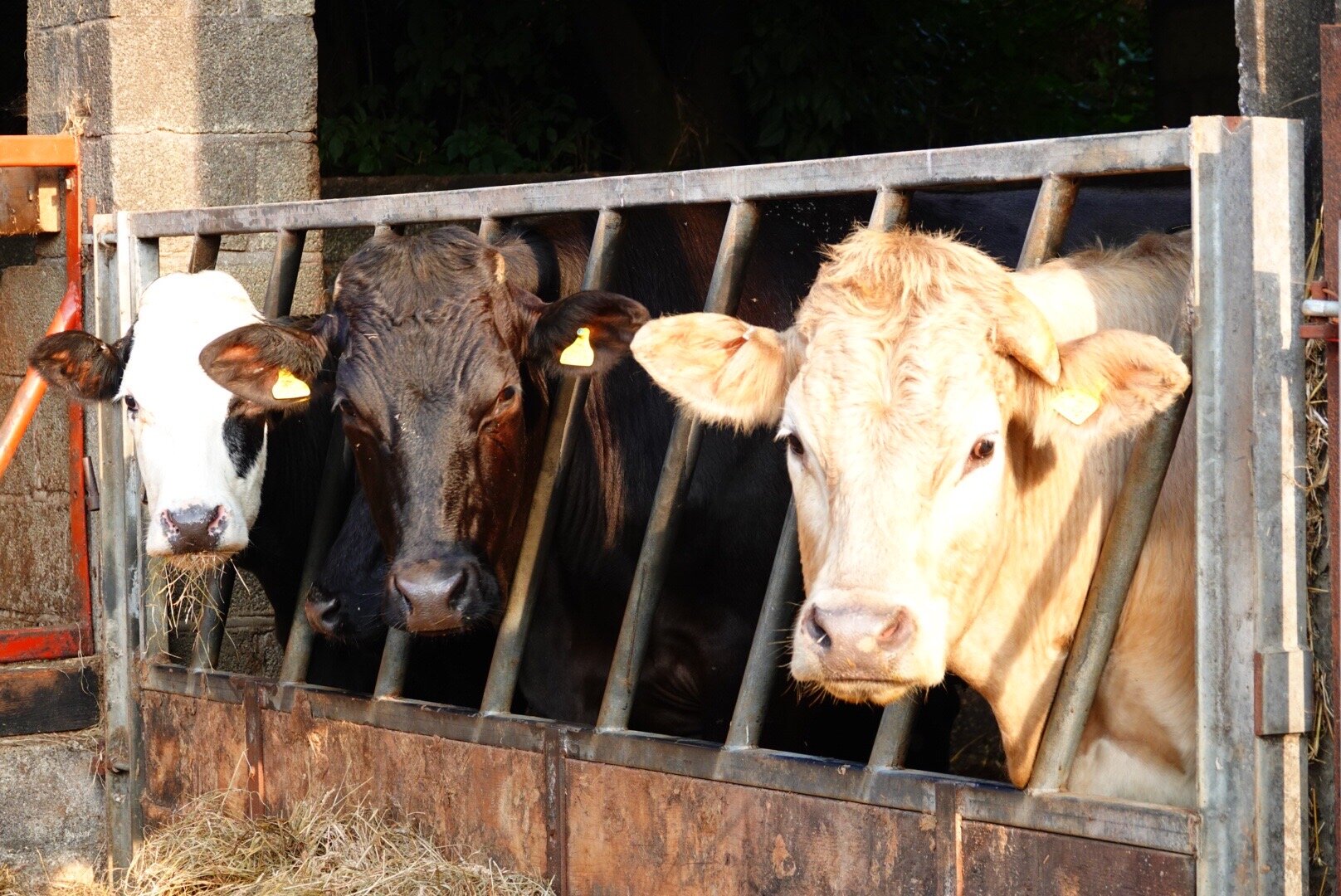 Shute Farm-官方