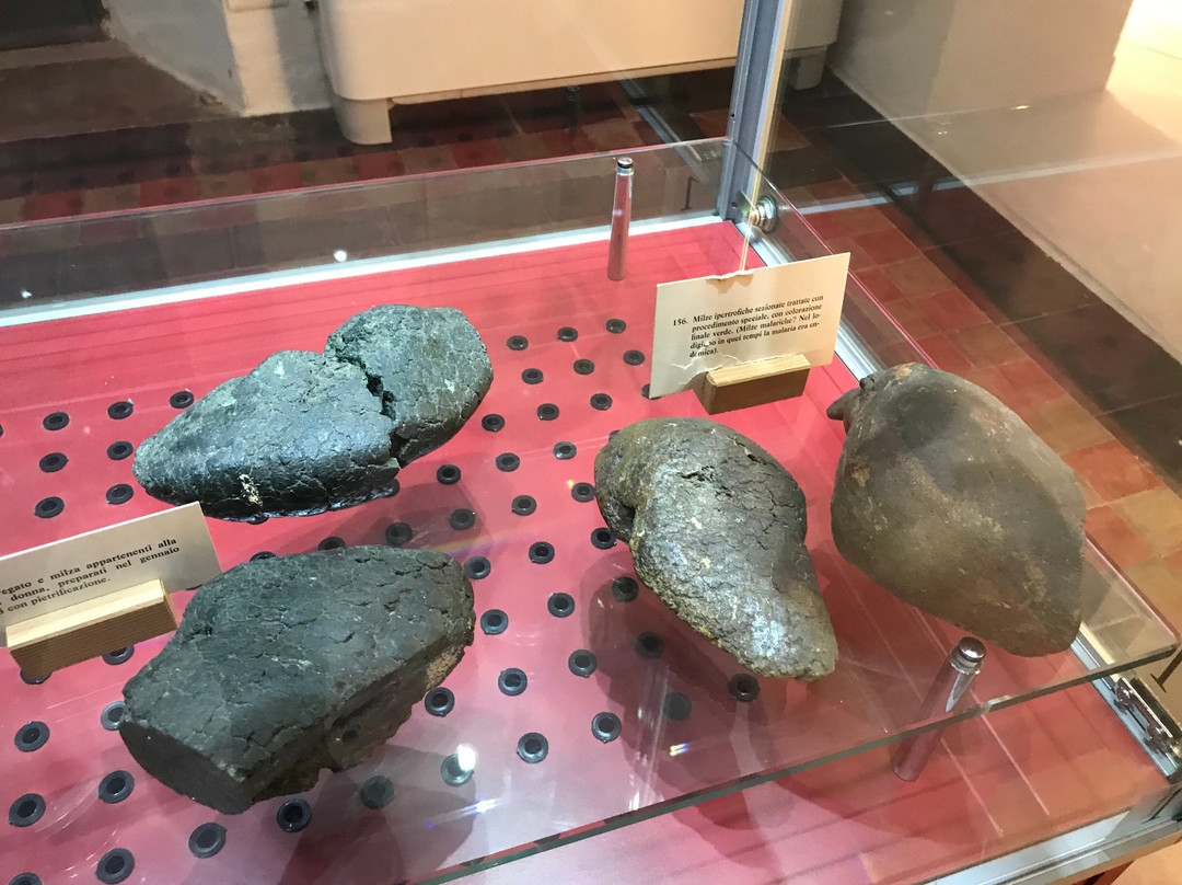 Museo Di Paolo Gorini-洛迪必去景点