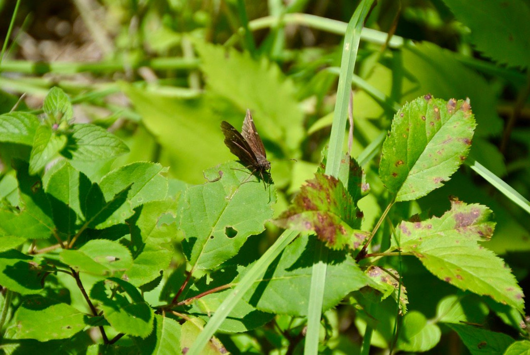 Duncan Escarpment Provincial Nature Reserve-蓝山必去景点