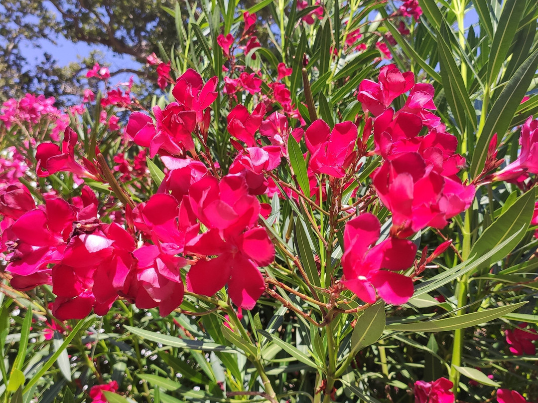 Theriso旅游攻略图片