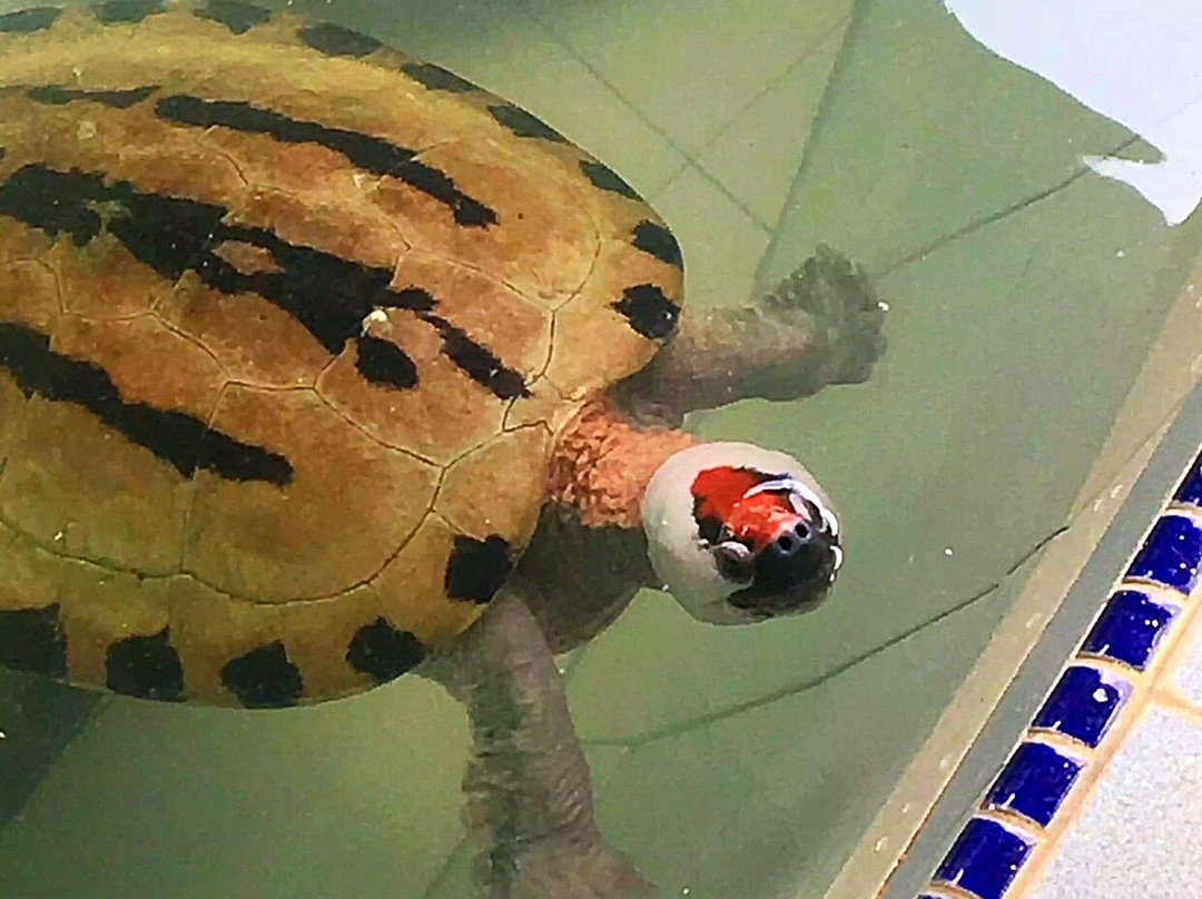 Cherating Turtle Sanctuary景点图片