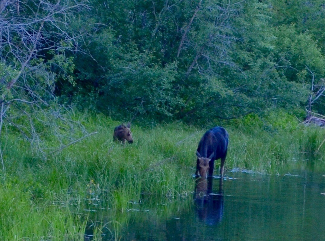 威尔逊麋鹿公路-穆斯必去景点