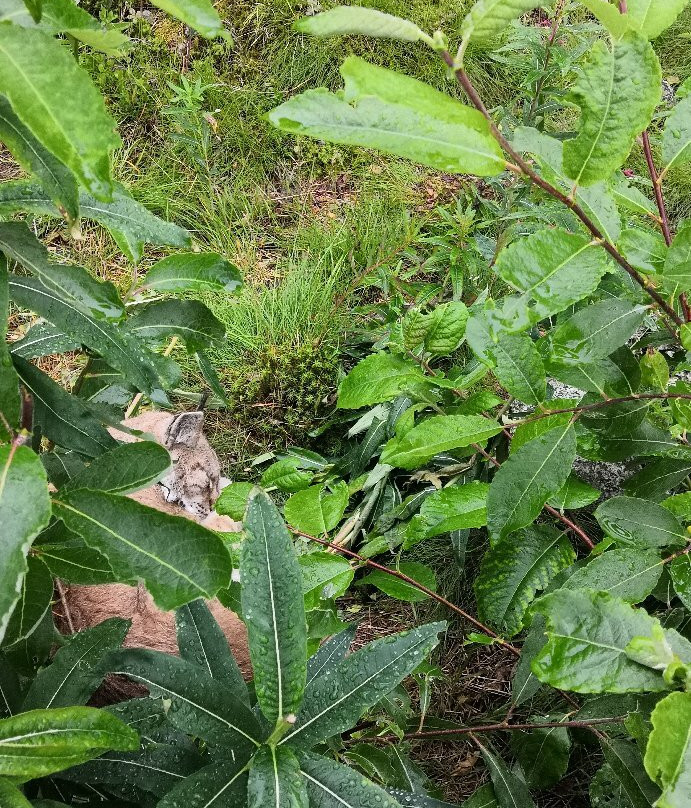 Langedrag Naturpark主图