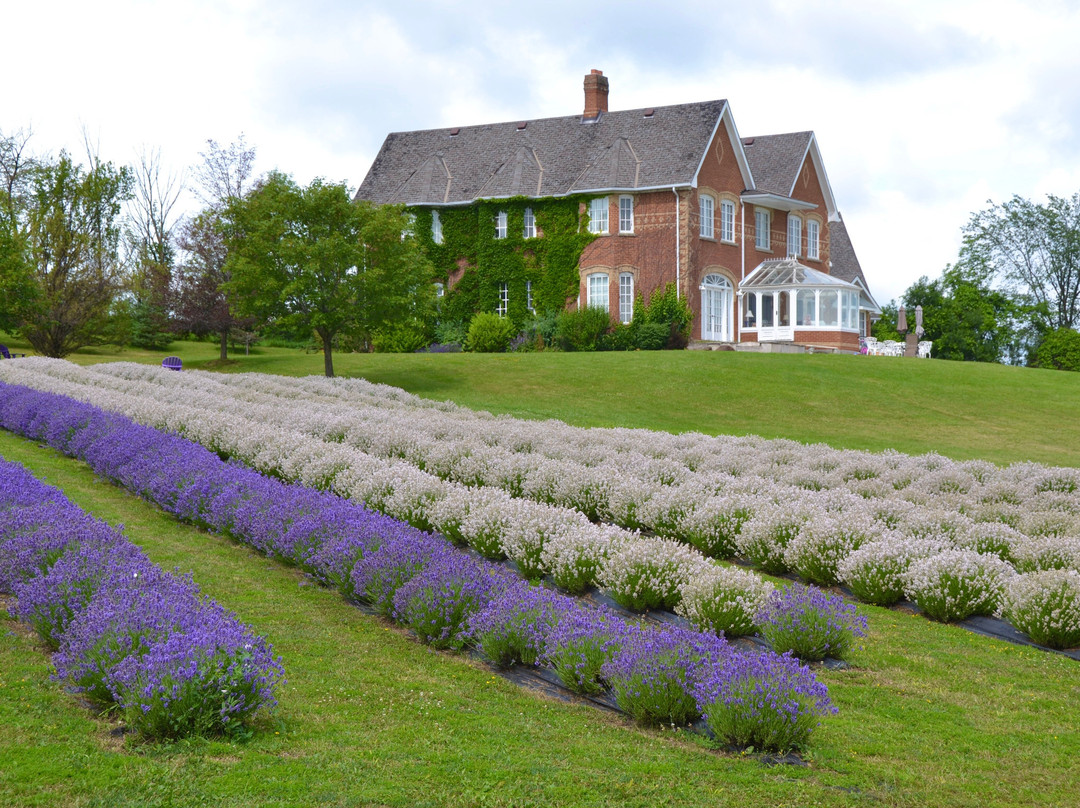 Purple Hill Lavender景点图片