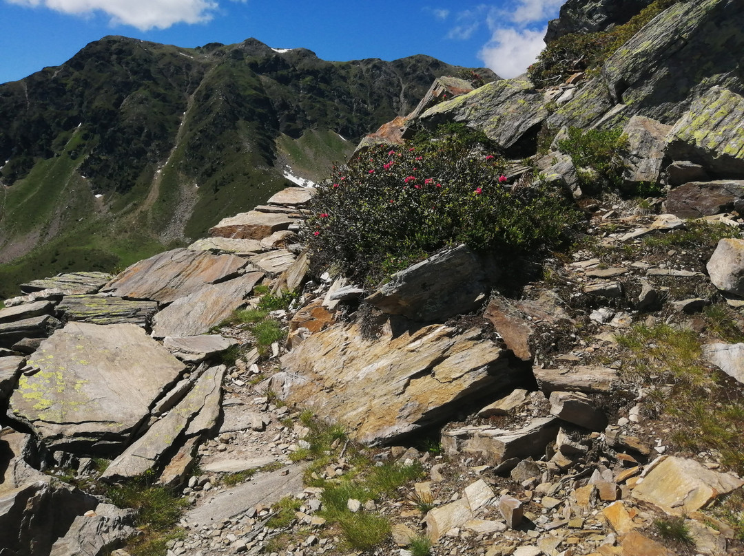 Alphotel Stocker主图