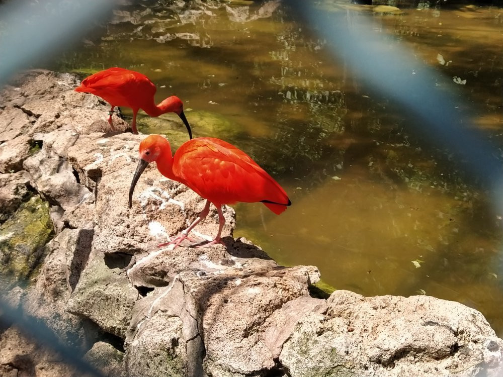 Bojnice Zoo-Bojnice必去景点
