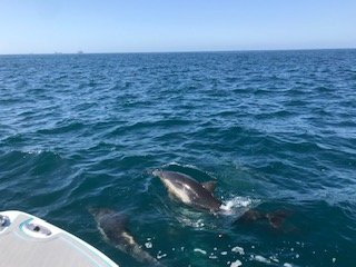 East Meets West Whale Watching-纽波特海滩必去景点