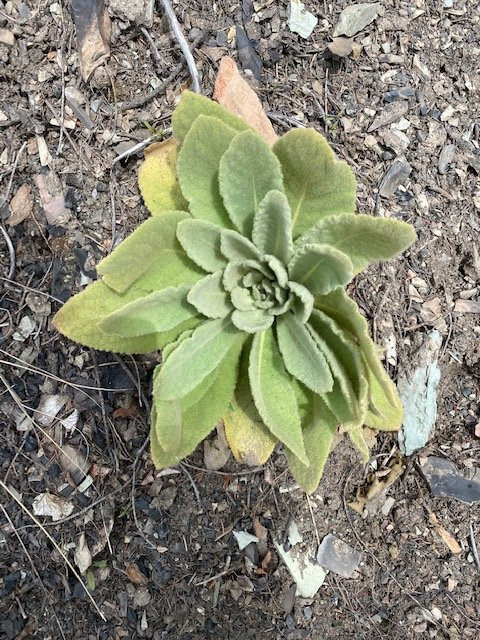 Kootenai National Forest-Libby必去景点