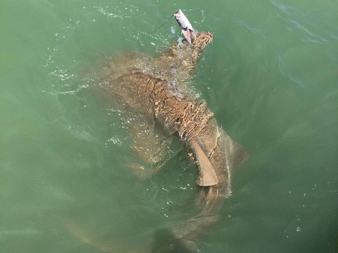 Shark Chaser Charters-Goodland必去景点