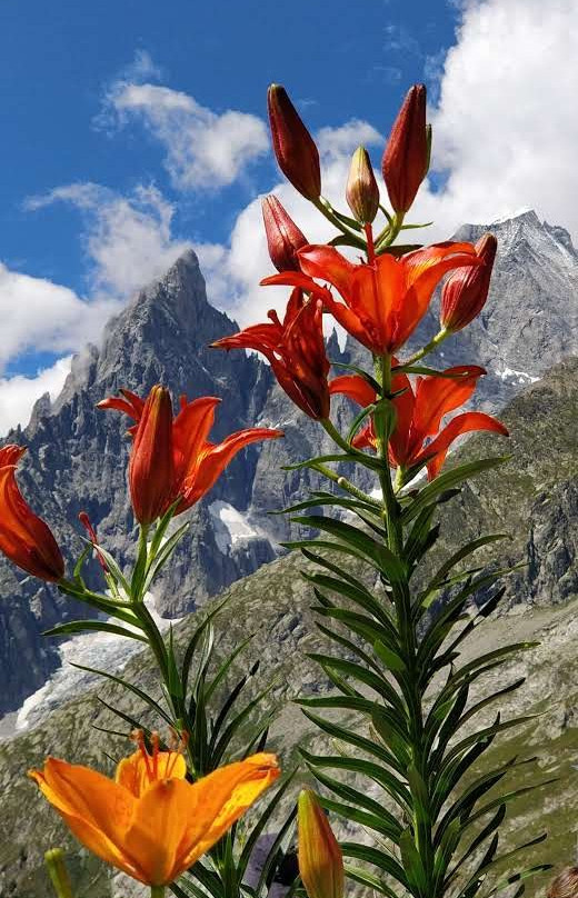 Alpine Botanical Garden Saussurea-库马约尔必去景点