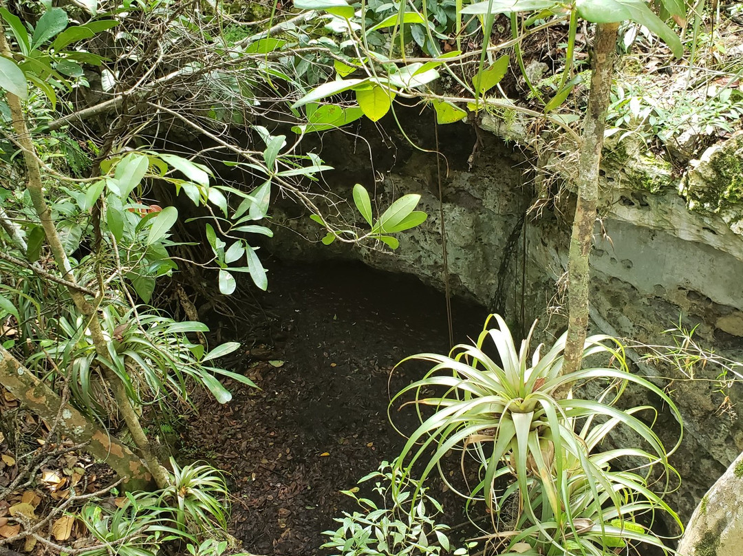 Primeval Forest National Park景点图片