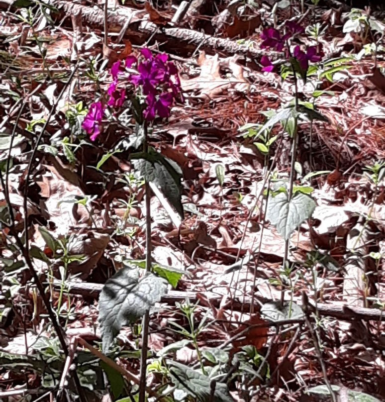 Brincka Cross Gardens-密歇根城必去景点