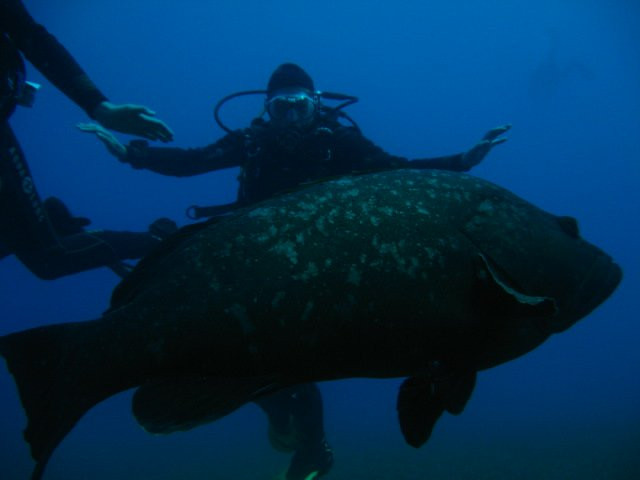 Cyprus Diving Adventures-皮索里必去景点