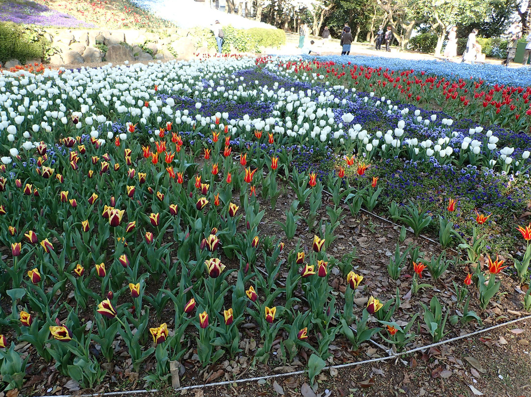 Hinoyama Park Turkey Tulip Garden-下关市必去景点