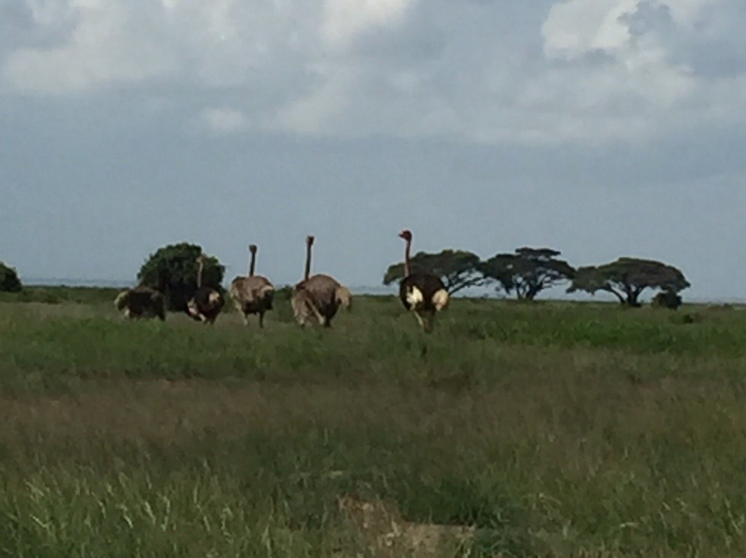 day to day Tours and safaris, Kenya-内罗毕必去景点