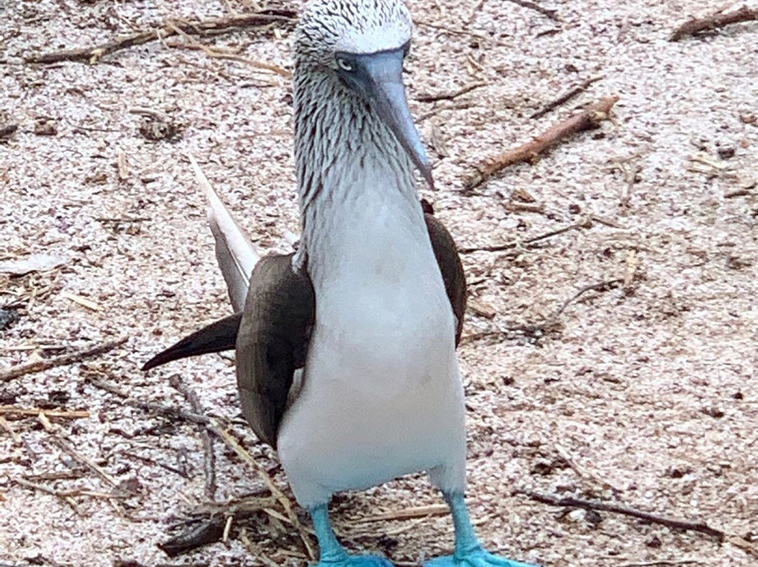 Isla Lobos-圣克里斯托瓦尔必去景点