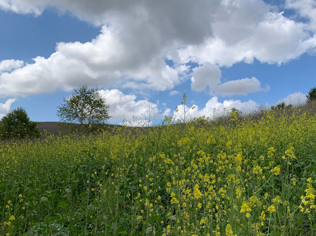 Chino Hills State Park-奇诺岗必去景点