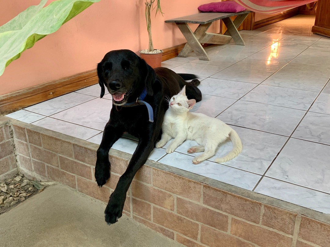 Cocobolo Surf Hotel & School主图