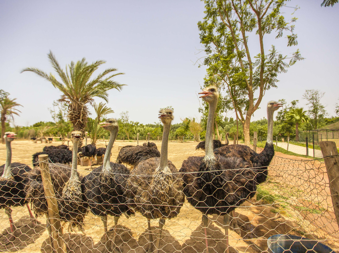 Le Zoo d'Agadir景点图片