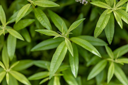 Royal Mail Hotel, Dunkeld主图