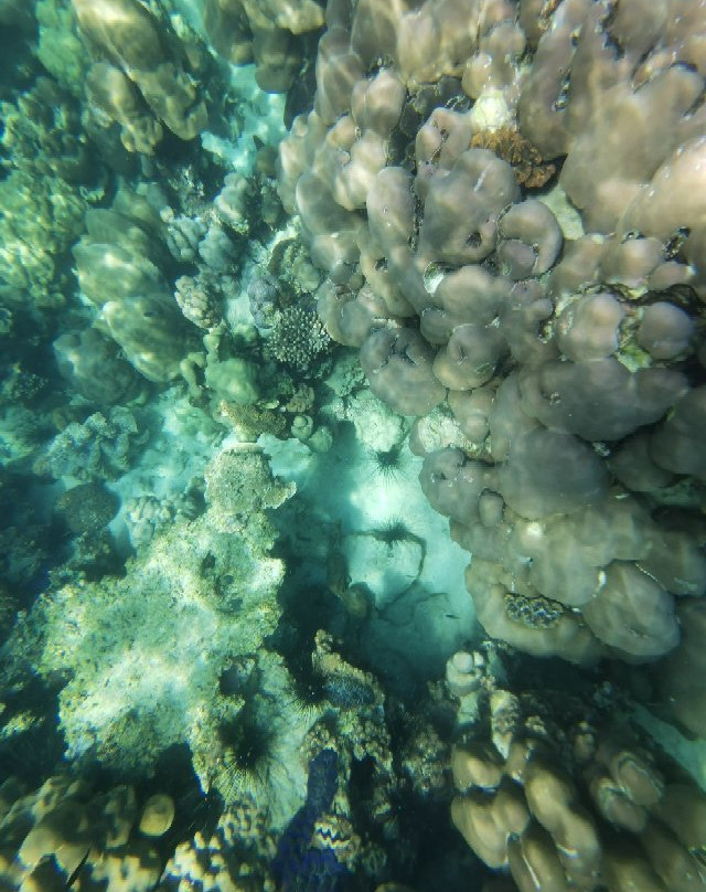 scuba duckling langkawi景点图片