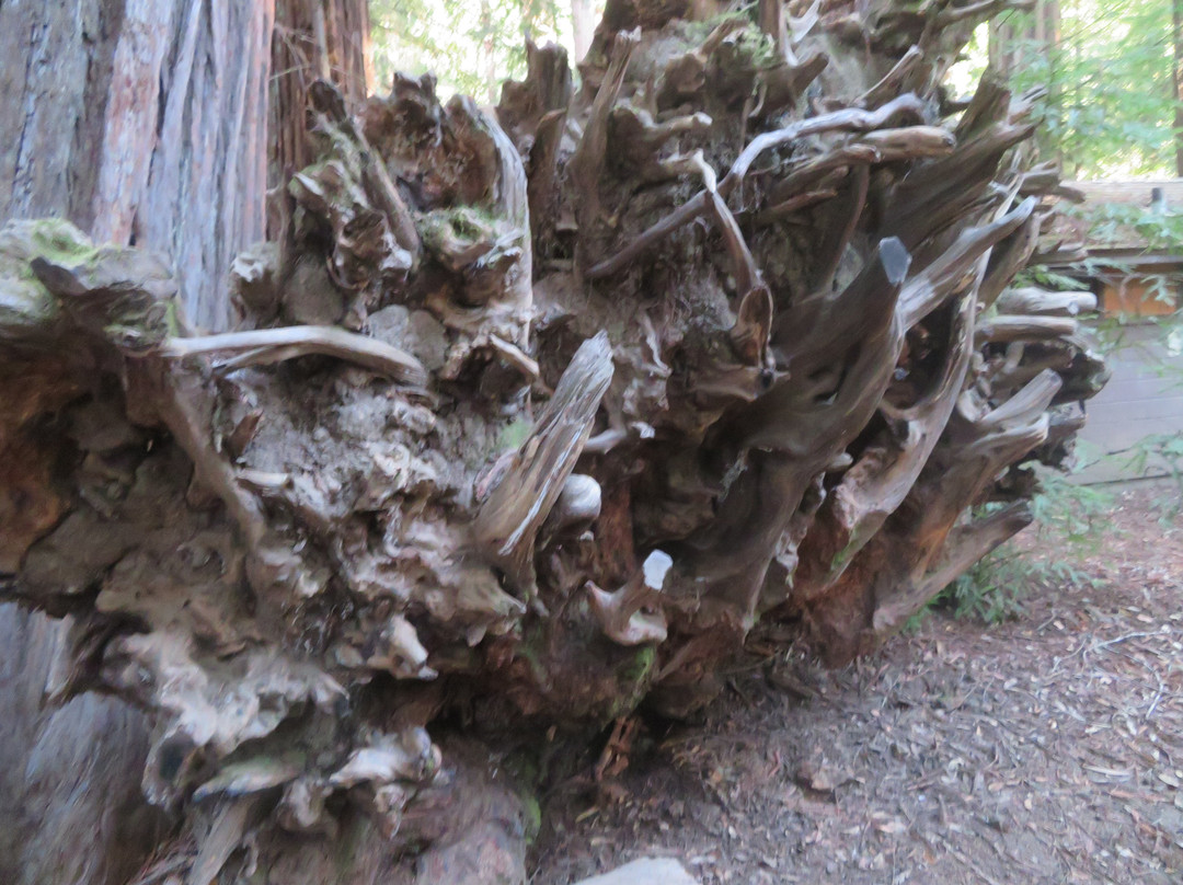 Portola Redwoods State Park-La Honda必去景点