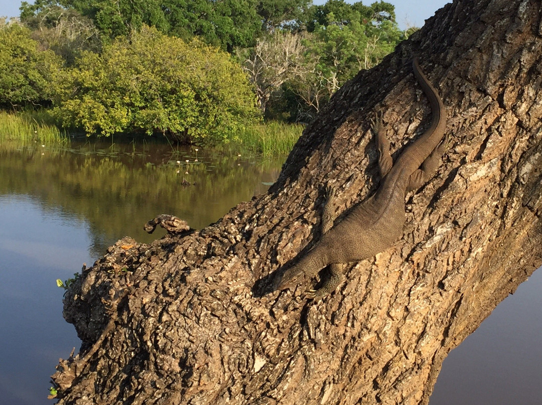 Yala Excursions-雅拉国家公园必去景点