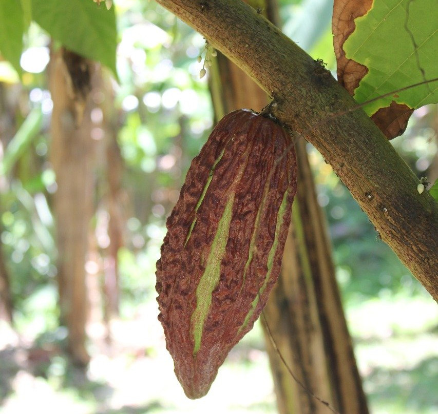 Taman Sari Buwana-达巴南必去景点