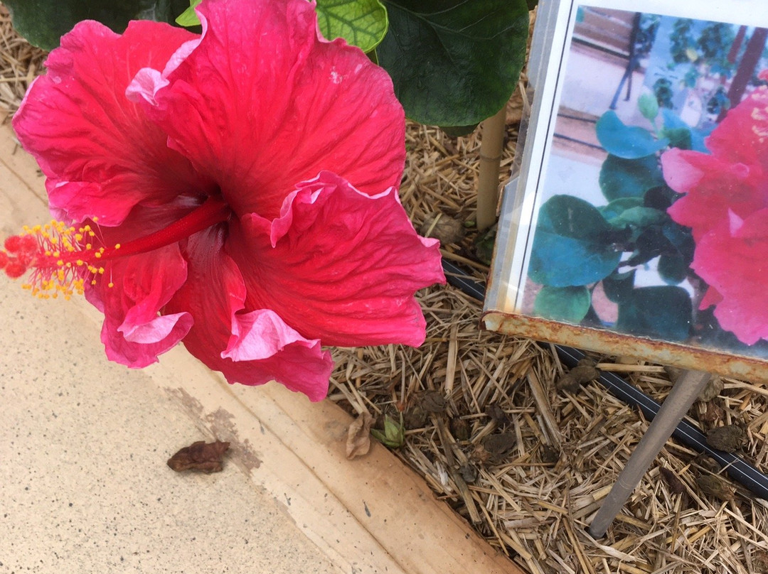 Iejima Hibiscus Garden-伊江村必去景点