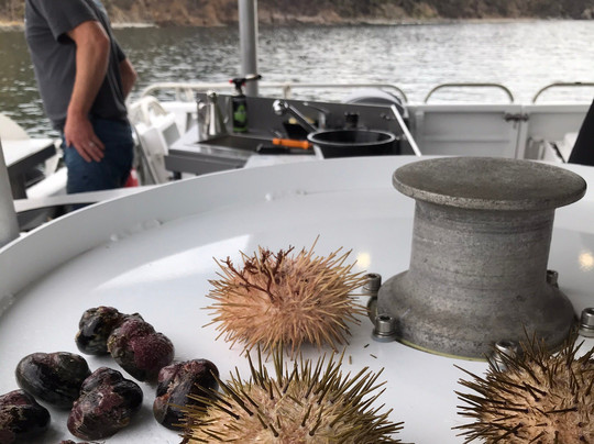 Tasmanian Wild Seafood Adventures-霍巴特必去景点