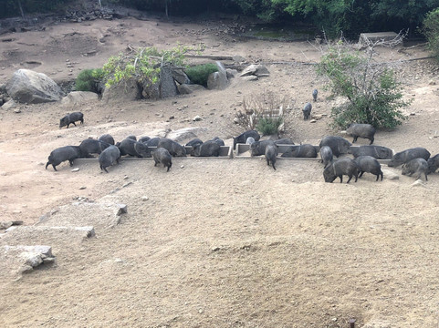 Reserva de Flora y Fauna Autóctona del Cerro Pan de Azúcar-Piriapolis必去景点