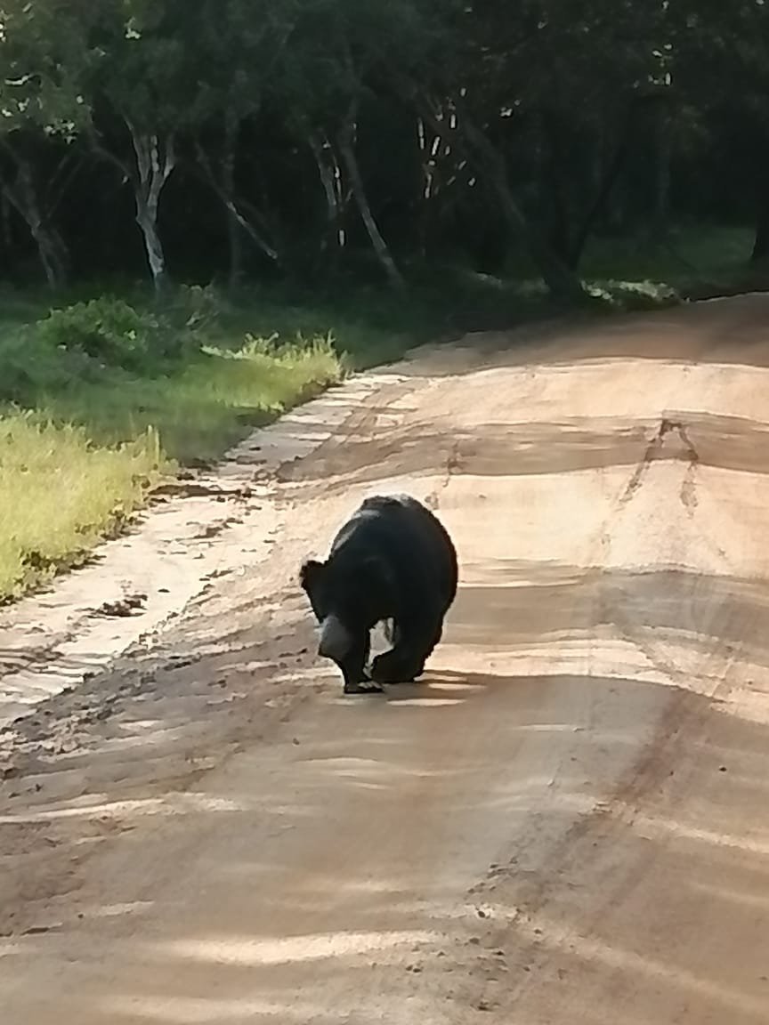 Wilpattu Senavi's Safari Guest-官方
