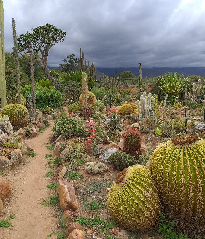 Sheilam Cactus Farm-Robertson必去景点