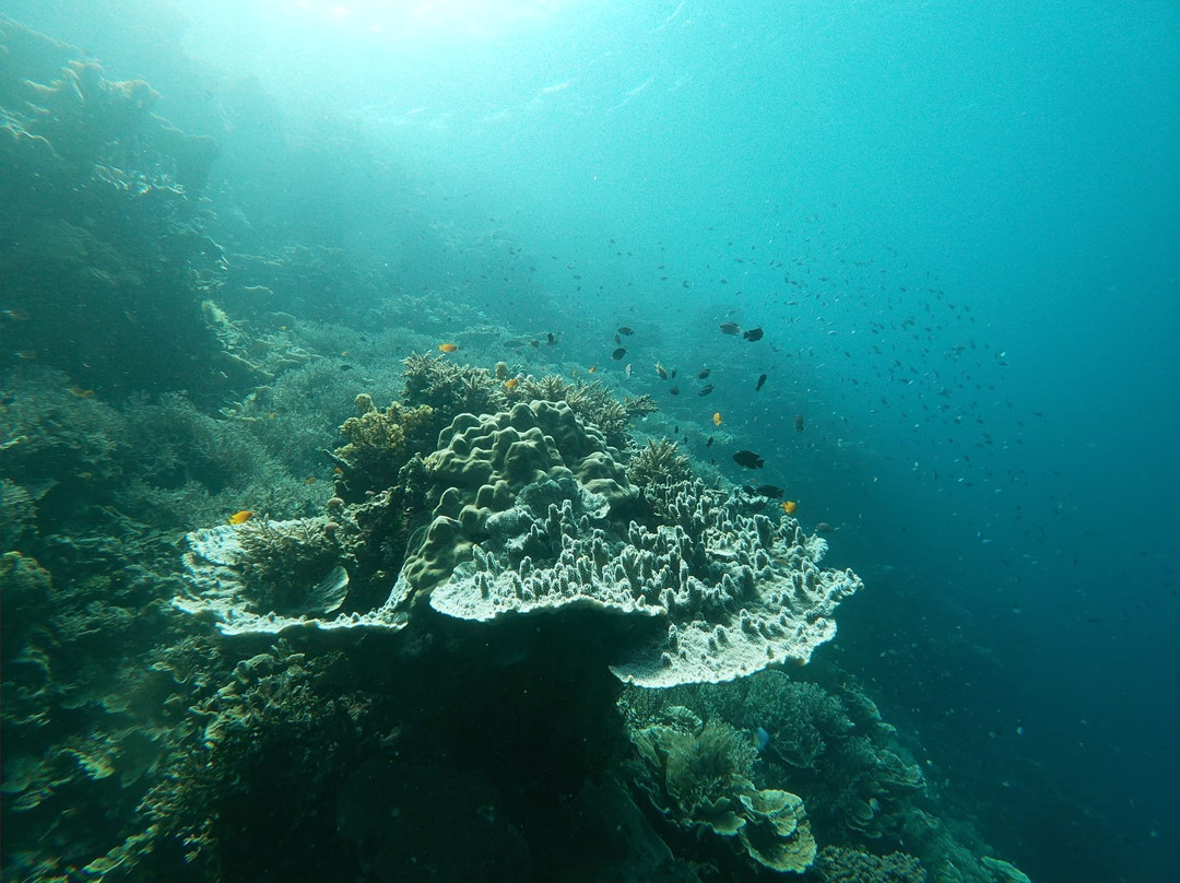 Cabilao Sanctuary Beach & Dive Resort主图