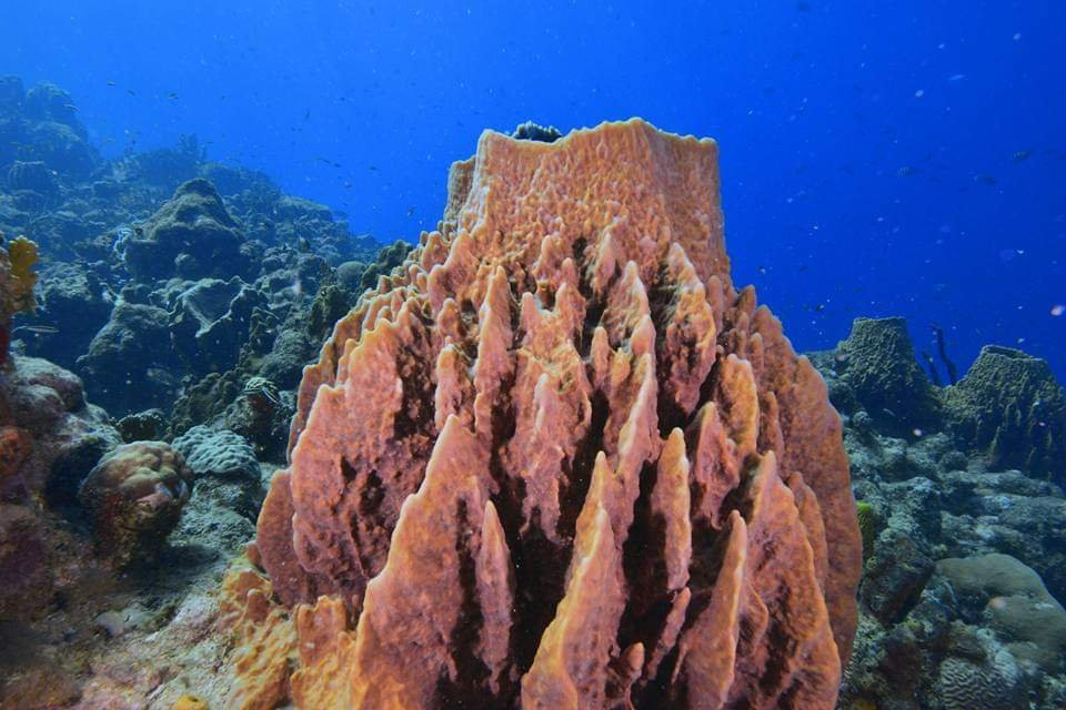 EyesCaraibes-瓜德罗普岛必去景点