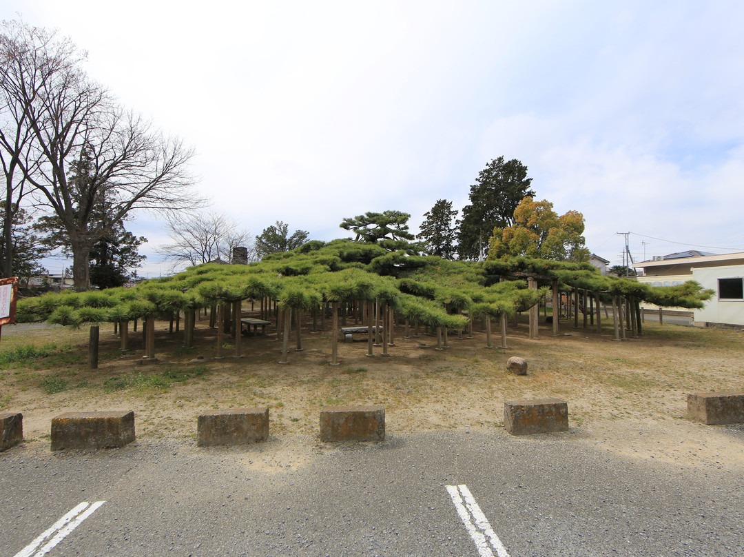 Tsunatori No Matsu