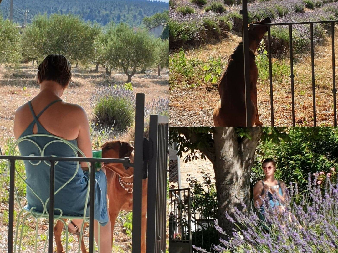 Mas des Olives主图