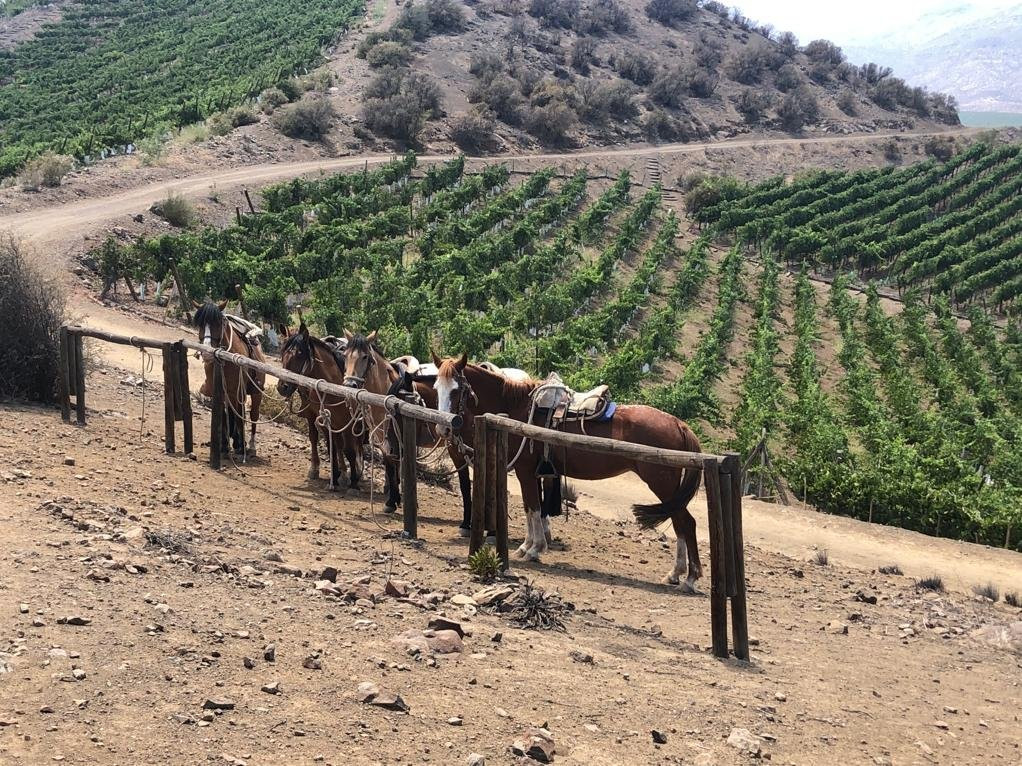 In Situ Family Vineyars-Los Andes必去景点