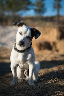 Cavalos na Areia-Comporta必去景点