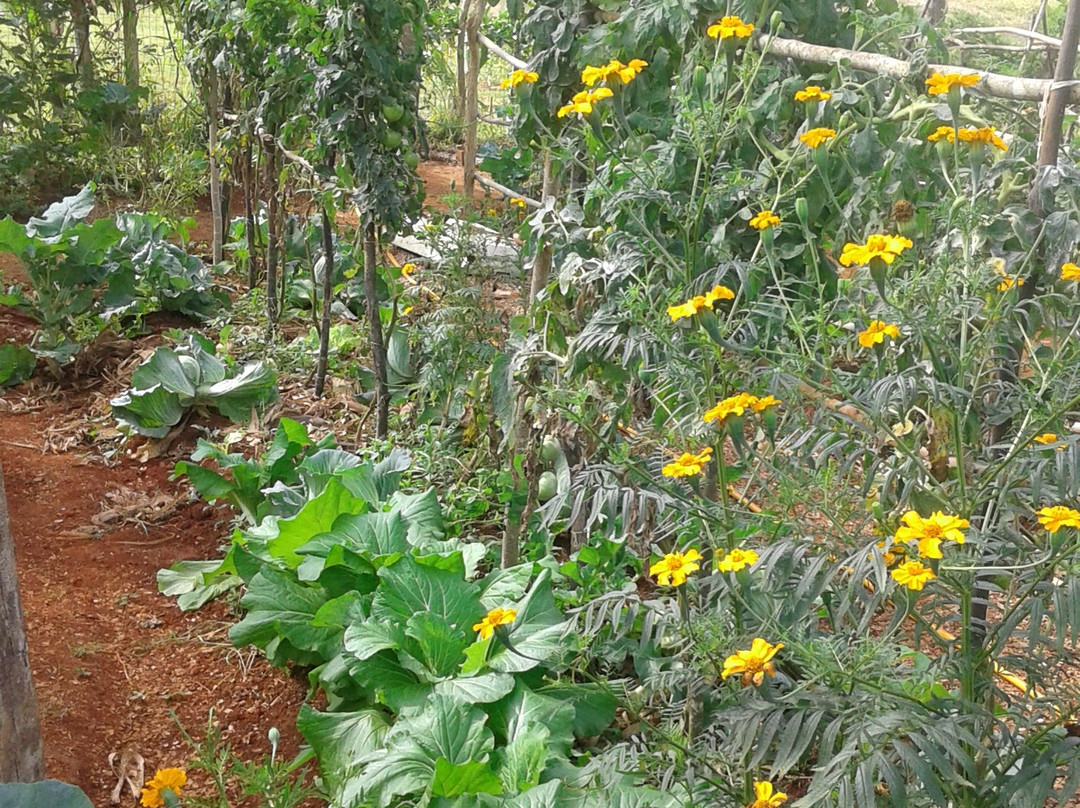 Finca L'Armonia景点图片