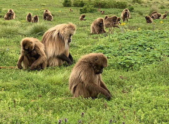 Simien treks-贡德尔必去景点