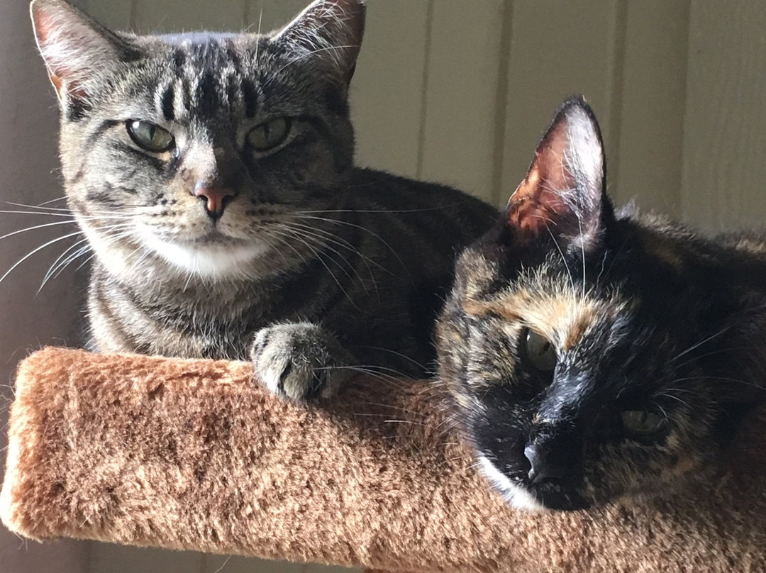 Lucky Cat Cafe  & Lounge-路易斯维尔必去景点